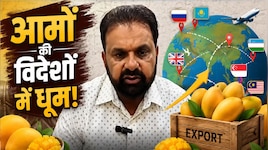 विदेशों में चला अमरोहा के आम का जादू, अब रूस-लंदन और सिंगापुर वाले भी चखेंगे स्वाद