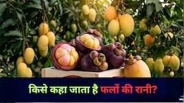 आम को कहते हैं फलों का राजा, लेकिन क्या जानते हैं कौन है फलों की रानी?
