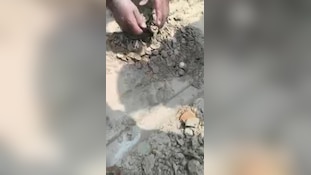 कुशीनगर में मिला खजाना, खेत में 330 चांदी के सिक्के मिलने से हड़कंप; देखिए वीडियो