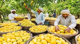 भारत का वो इलाका, जिसे कहा जाता 'आम का कटोरा'; करोड़ों लोग खाते वहां के उगाए Mangoes