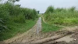 40 साल, 300 परिवार और शून्य विकास! बेतिया के इस गांव में आज तक नहीं पहुंची सड़क