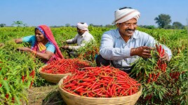 भारत का वो राज्य, जो अकेले उगाता देश की आधी मिर्च; कहलाता 'देश का Chilli Capital'