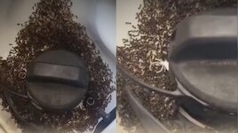 कार के फ्यूल कैप पर हजारों चींटियां, सोशल मीडिया पर वायरल इस वीडियो का पूरा सच जानिए