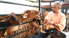 यूपी में 7500 गोशालाएं बनेंगी पंचगव्य क्लस्टर, 3 लाख युवाओं को मिलेगा रोजगार