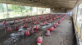 नालंदा में अनोखी चोरी, चोरों ने उड़ाया पूरा मुर्गी फार्म, 2500 मुर्गियां ले उड़े चोर