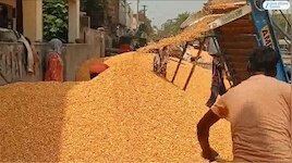 ਖੰਨਾ ਮੰਡੀ ਵਿੱਚ ਮੱਕੀ ਦੀ ਆਮਦ ਨੇ ਫੜੀ ਰਫ਼ਤਾਰ; MSP ਤੋਂ ਘੱਟ ਭਾਅ ਮਿਲਣ ਕਾਰਨ ਕਿਸਾਨ ਨਿਰਾਸ਼