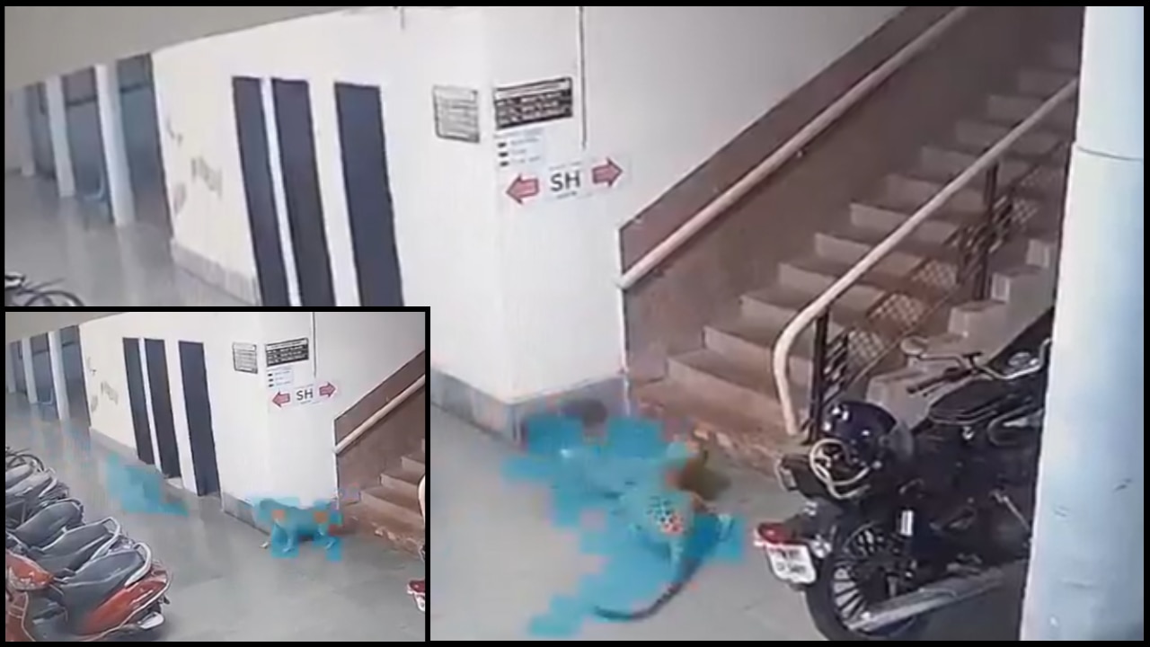 IIT बॉम्बे कैंपस में घुसा तेंदुआ, आवारा कुत्ते पर किया जानलेवा हमला! CCTV में कैद हुआ खौफनाक Video