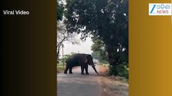 Video: ସ୍ୱାଦିଷ୍ଟ ପାଚିଲା ଆମ୍ୱ ଖାଇବାକୁ ହାତୀ କଲା ନିଆରା ପ୍ରୟାସ, ଭିଡିଓ ଭାଇରାଲ୍
