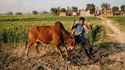 कौशांबी में आवारा सांड का जानलेवा हमला, खेत गए युवक की मौत, परिवार में मचा कोहराम