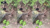 VIDEO: नक्सलियों की बड़ी साजिश नाकाम, CRPF ने 4 किलो का शक्तिशाली IED बम निष्क्रिय किया