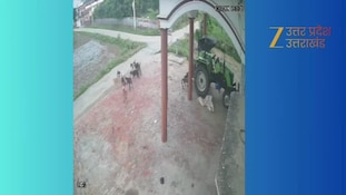 मासूम बच्ची को घेरकर आवारा कुत्तों ने नोचा....सामने आया रोंगटे खड़े करने वाला वीडियो