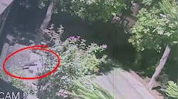 हापुड़ के रिहायशी इलाके में तेंदुए की दस्तक, आधी रात CCTV में कैद हुआ खूंखार शिकारी