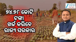 ଖୁସି ଖବର! କେନ୍ଦୁପତ୍ର ତୋଳାଳିଙ୍କୁ ମିଳିବ ୨୫ ପ୍ରତିଶତ ବୋନସ୍