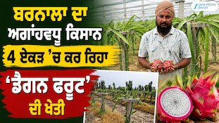 Barnala ਦੇ ਪਿੰਡ ਠੁੱਲੇਵਾਲ ਦਾ ਅਗਾਂਹਵਧੂ ਕਿਸਾਨ, 4 ਏਕੜ 'ਚ ਕਰ ਰਿਹਾ 'ਡੈਗਨ ਫਰੂਟ' ਦੀ ਖੇਤੀ