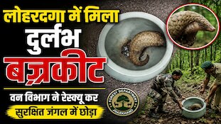 लोहरदगा में दिखा दुर्लभ वन्यजीव बज्रकीट, ग्रामीणों ने तुरंत बुलाई वन विभाग की टीम