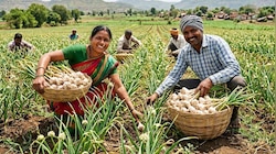 भारत का 'गारलिक कैपिटल' कहलाता है ये अद्भुत राज्य, अकेले उगाता देश का 60% लहसुन