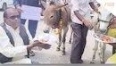 भोपाल में बारिश के लिए गधों को खिलाए गए गुलाब जामुन, इंद्रदेव को रिझाने का अनोखा टोटका