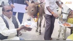 भोपाल में बारिश के लिए गधों को खिलाए गए गुलाब जामुन, इंद्रदेव को रिझाने का अनोखा टोटका