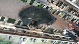 वाल्मीकिनगर-बगहा ट्रैक पर ट्रेन से टकराकर भालू की मौत, 2 घंटे तक बाधित रहा परिचालन