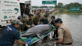 3 दिन की जंग, 52 KM का ग्रीन कॉरिडोर... गर्भवती गंगा डॉल्फिन की ऐसे बचाई गई जान 