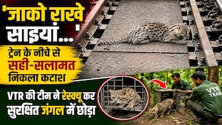 जिसे समझ रहे थे बाघ का बच्चा, वह निकला फिशिंग कैट, देखिए कैसे बची इसकी जान