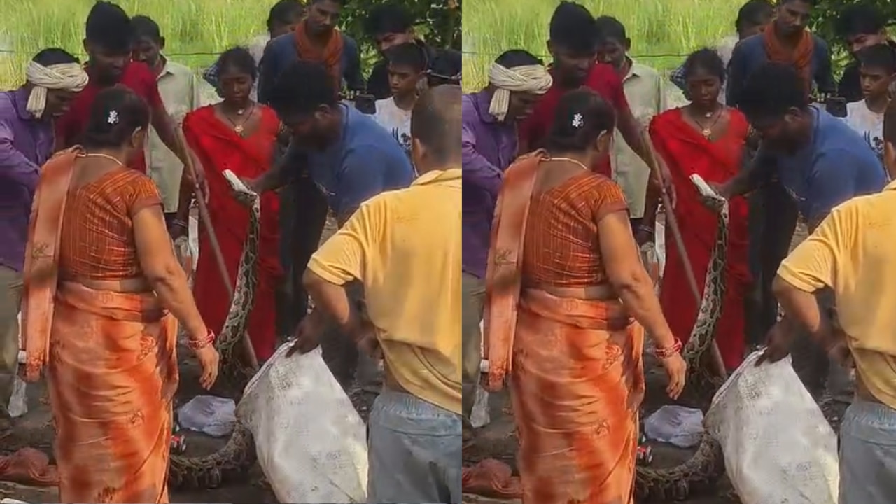 https://hindi.cdn.zeenews.com/hindi/sites/default/files/2026/07/26/4515471-python.png