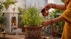 घर में तुलसी का पौधा सूखना किस बात का इशारा है? जानिए सही दिशा और देखभाल के नियम