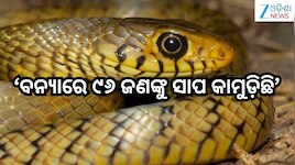 Odisha Flood: ବନ୍ୟାରେ ୯୬ ଜଣଙ୍କୁ ସାପ କାମୁଡ଼ିଛି, ହେଲେ କାହାର ମୃତ୍ୟୁ ହେଇନି