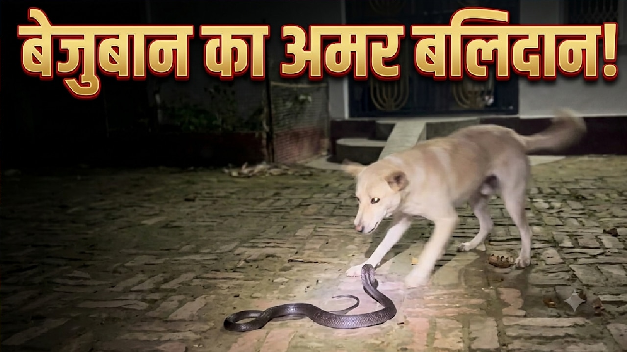 वफादारी हो तो ऐसी...मालिक के परिवार को बचाने के लिए जहरीले सांप से भिड़ गया 'टॉमी', नाग को मार, दुनिया को कह गया अलविदा