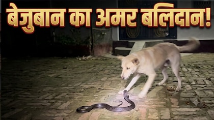 वफादारी हो तो ऐसी...मालिक के परिवार को बचाने के लिए जहरीले सांप से भिड़ गया 'टॉमी', नाग को मार, दुनिया को कह गया अलविदा