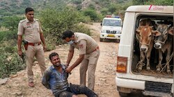 नूंह पुलिस की गो-तस्करों से मुठभेड़, हथियार और कारतूस के साथ तीन मवेशी बरामद