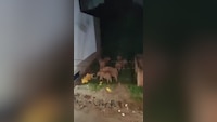 देर रात जब हरिद्वार की गलियों में टहलने लगे 8 हाथी, मची अफरातफरी, देखिए हैरान कर देने वाला वीडियो