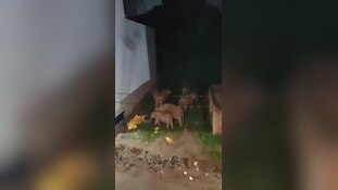देर रात जब हरिद्वार की गलियों में टहलने लगे 8 हाथी, मची अफरातफरी, देखिए हैरान कर देने वाला वीडियो