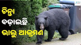 ନୀଳଗିରିରେ ଭାଲୁ ଆତଙ୍କ: ବିଲକୁ ଯାଇଥିବା ବେଳେ ୨ ଜଣଙ୍କୁ ଆକ୍ରମଣ