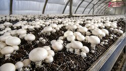 किसानों की बढ़ेगी कमाई! Mushroom Farming पर 50% तक Subsidy, क्या है पूरा प्लान?