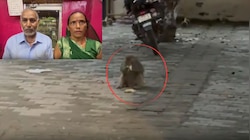 पर्स में रखा 42 हजार रुपये उड़ा ले गया बंदर, कोई तरकीब नहीं आ रही थी काम, फिर...