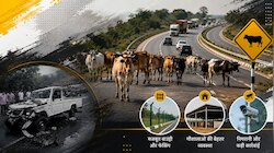 Explainer: सड़क पर आवारा मवेशी और जानलेवा हादसे... भिंड हादसे के बाद सवाल