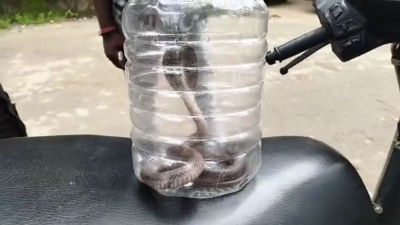 'सांप को लेकर लाओ, तभी शुरू होगा इलाज...', डॉक्टर की मांग सुन उड़े परिजनों के होश, कोरबा में सर्पदंश का अनोखा मामला