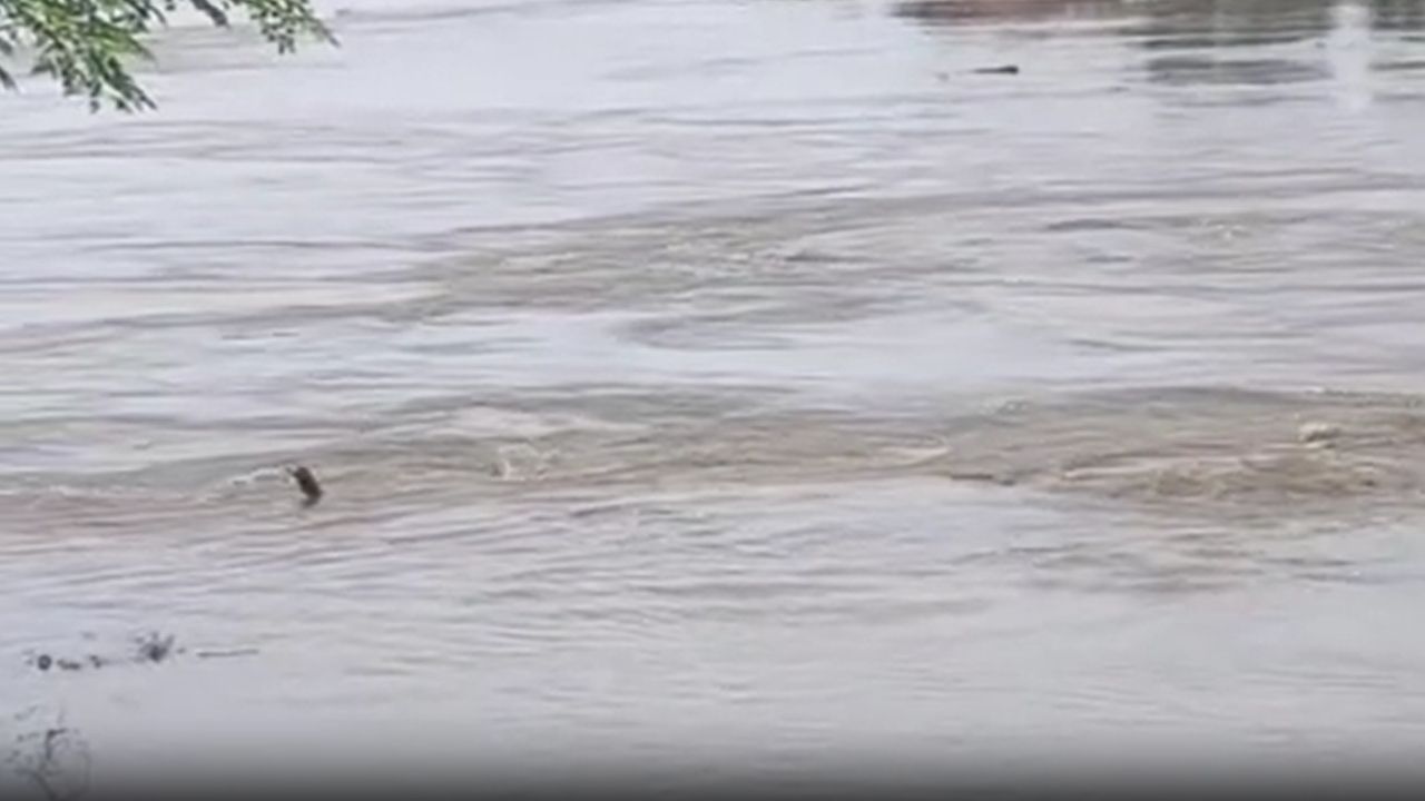 भागलपुर में गंगा का कहर, राघोपुर-काजीकोरैया तटबंध का 100 मीटर हिस्सा नदी में समाया, 1500 घर जलमग्न