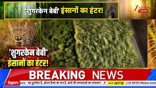 शुगरकेन बेबी, इंसानों का हंटर! महाराष्ट्र से उत्तर प्रदेश, खूंखार तेंदुए का नया पता