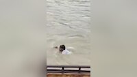 हरिद्वार में देवदूत बने गोताखोर, गंगा में डूब रहे बुजुर्ग को मौत के मुंह से खींच लाए युवक; देखें वायरल वीडियो