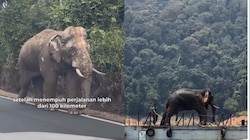 घायल पैर लेकर 100 किमी चला हाथी, झुंड से मिलने की चाह में ट्रैफिक के बीच करता रहा...