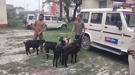 बेतिया: कार की डिक्की में ठूंसे मिले 5 बकरे, पुलिस ने पकड़े यूपी के दो शातिर चोर