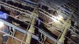 जमुई में पशु क्रूरता के खिलाफ पुलिस का एक्शन: 16 चक्का ट्रक से 36 गायें कराईं मुक्त