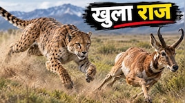 जिसे दुनिया 25 लाख साल से ‘चीता’ समझती रही, वो तो कुछ और ही निकला! DNA ने खोला राज