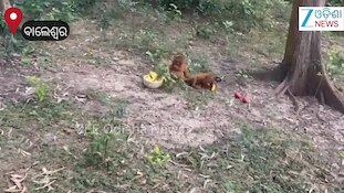 Video: ବାଲେଶ୍ୱରରେ ବିରଳ ଓରାଙ୍ଗଓଟାଙ୍ଗ, ଠାବ କଲା ବନବିଭାଗ 