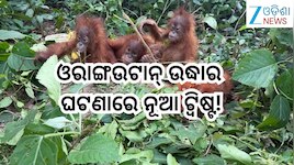 Odisha News: ବାଲେଶ୍ୱରରୁ ଓରାଙ୍ଗଉଟାନ୍ ଉଦ୍ଧାର ଘଟଣା,ଦିଘା ହୋଟେଲ ମାଲିକଙ୍କ ସହ...
