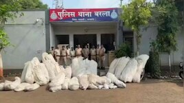 बड़वानी के जंगलों में पुलिस का बड़ा ऑपरेशन...400 जवान उतरे, 11 हजार पौधे बरामद