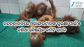 Baby Orangutans: ନନ୍ଦନକାନନରେ ଓରାଙ୍ଗଉଟାନଙ୍କ ସୁରକ୍ଷା ପାଇଁ ୫ ଜଣିଆ ବୈଷୟିକ କମିଟି ଗଠନ