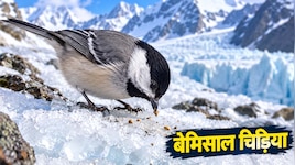 दुनिया की वो सबसे 'बुद्धिमान' चिड़िया, जिसका कंप्यूटर से भी तेज चलता है दिमाग